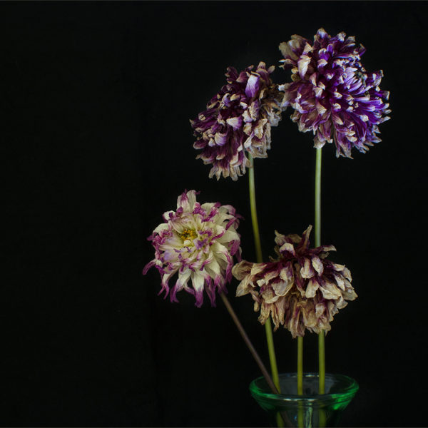 -3-OP-dried up dahlias-Tracey-Rhodes- -3-OP-dried up dahlias-Tracey-Rhodes-