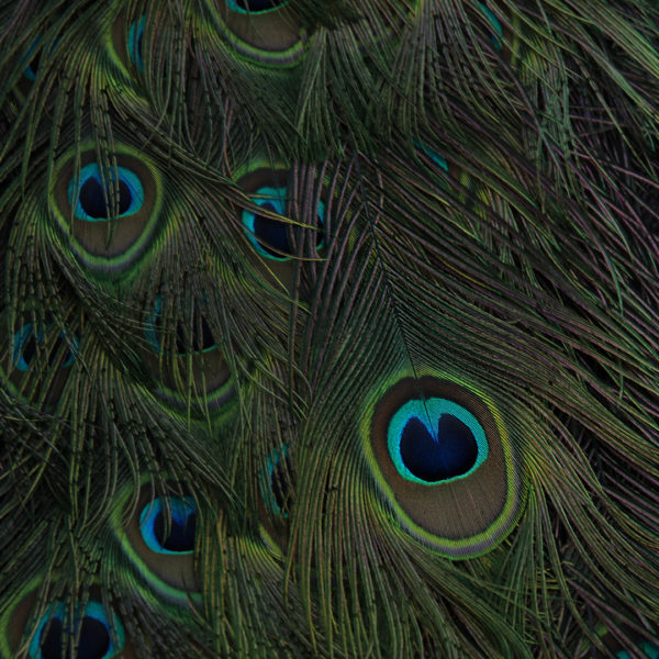 -1-N-Peacock feather-Cornelia-Appel- -1-N-Peacock feather-Cornelia-Appel-