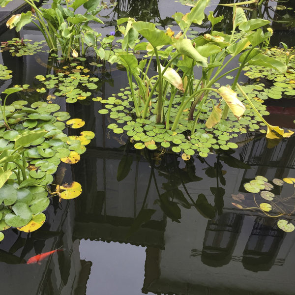-3-TC-Reflections in pond-Joan -Lindegger- -3-TC-Reflections in pond-Joan -Lindegger-