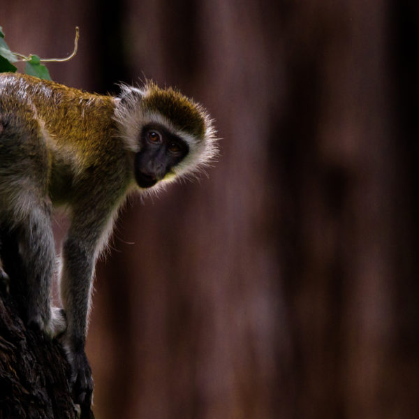 -1-TC-Monkey on the Move-Tom-Lebert- -1-TC-Monkey on the Move-Tom-Lebert-