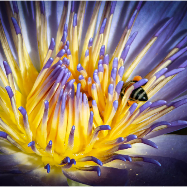 -1-TC-BEE ANEMONE-Connel-Adey- -1-TC-BEE ANEMONE-Connel-Adey-
