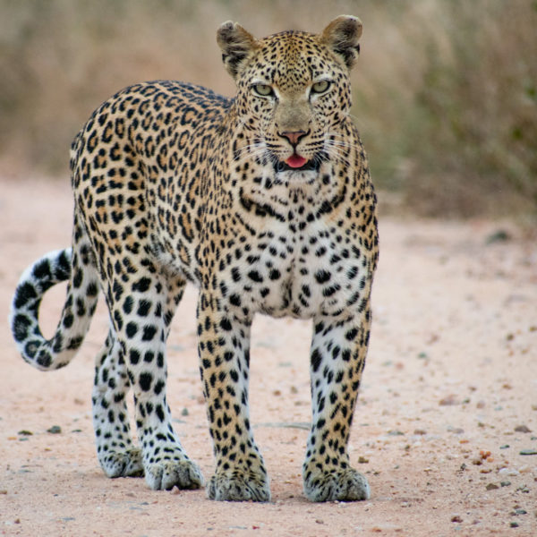 -2-N-Ferocious Feline -Marna-Roelofse- -2-N-Ferocious Feline -Marna-Roelofse-
