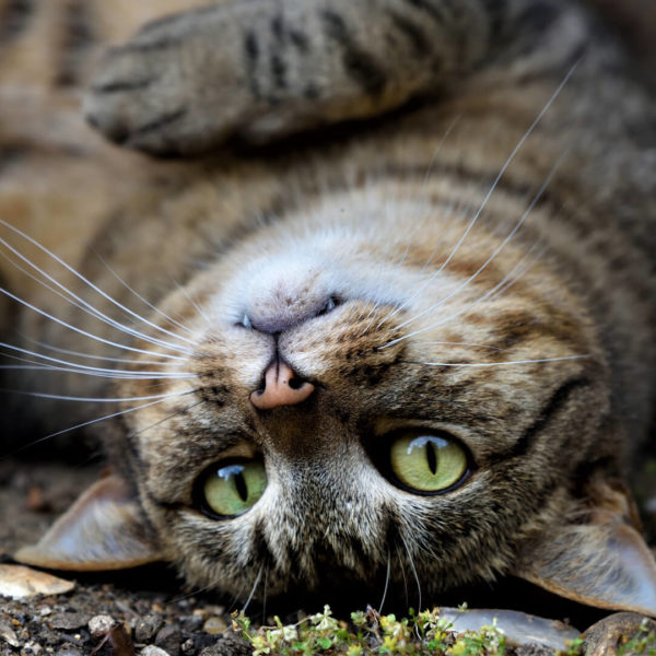 -1-OP-Upside Down Cat-Tom-Lebert- -1-OP-Upside Down Cat-Tom-Lebert-