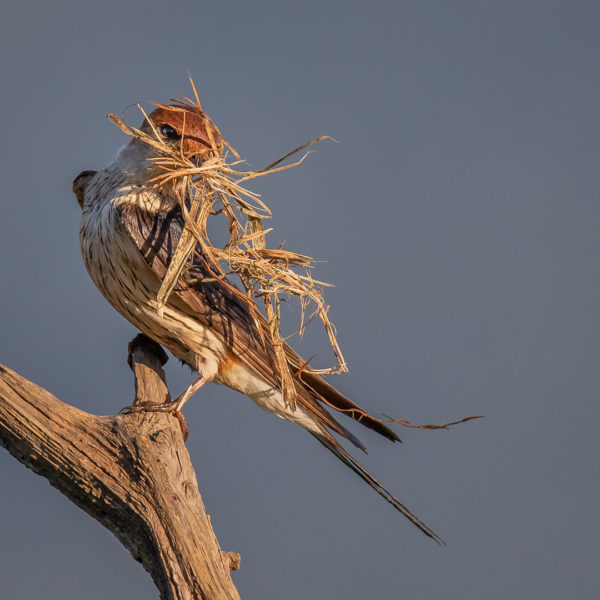 -5-N-Nest building-Des-van Tonder- -5-N-Nest building-Des-van Tonder-