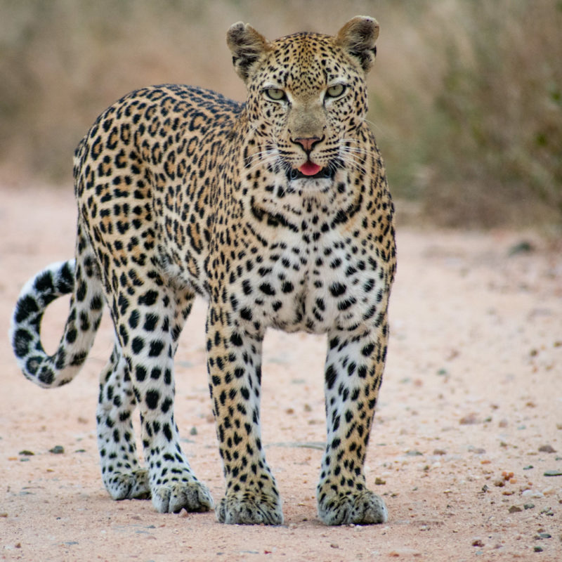 1st Ferocious Feline -Marna-Roelofse- 1st Ferocious Feline -Marna-Roelofse-