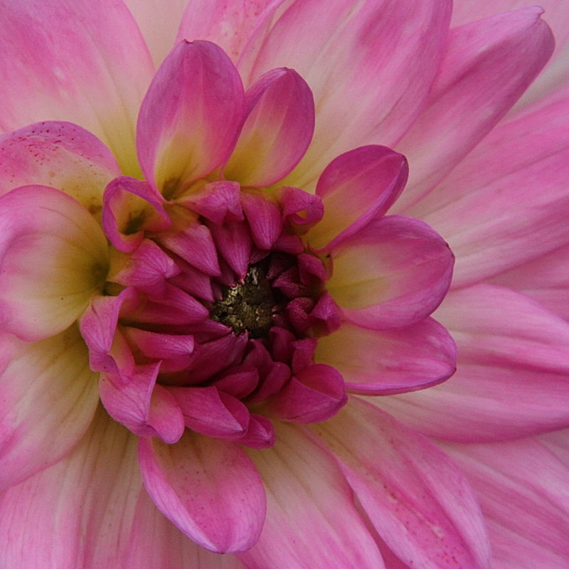 1st Pink Dahlia-Heidi-Taylor- 1st Pink Dahlia-Heidi-Taylor-