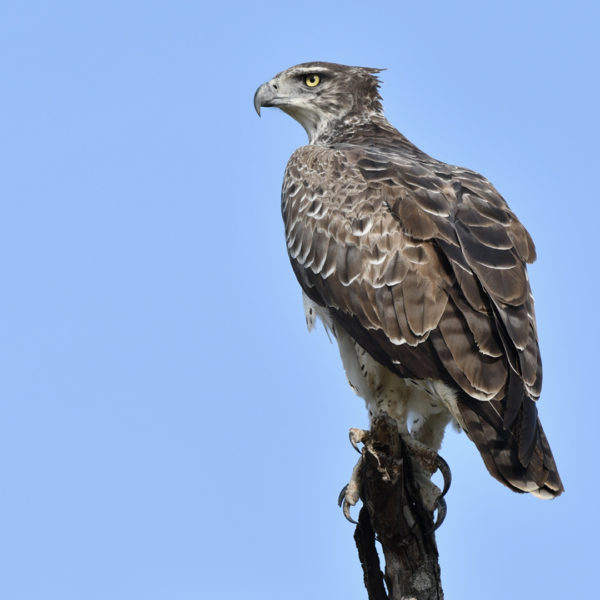 -2-AS-Martial Eagle looking up-Diane-Backhouse- -2-AS-Martial Eagle looking up-Diane-Backhouse-